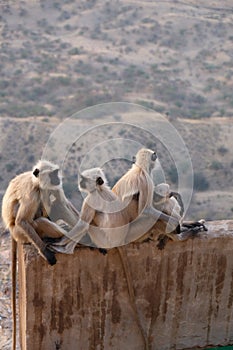 A family of black faces monkeys, India