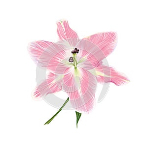 Softness Pink Lily Perfection Flower with green leaf. Isolated color pencil drawing single flower head full face.