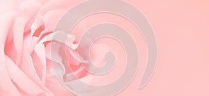 Softness pink rose background. Space for text writing.