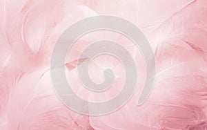 Softness of Pink Swan Feathers Texture Background