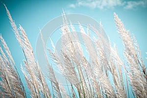 Softness white Feather Grass with retro sky blue background and space