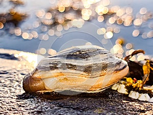 Softshell clam on rock
