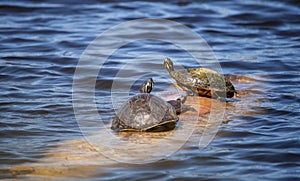 Softshell turtle Apalone ferox sits on a log with a Florida red