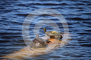 Softshell turtle Apalone ferox sits on a log with a Florida red