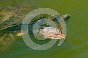 softshell turtle and a dragonfly