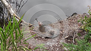 Softshell Turtle in Florida Wetlands.