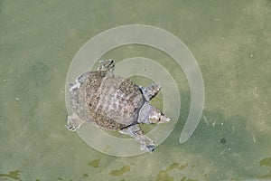 A softshell turtle swimming in the pond. Kyoto Japan