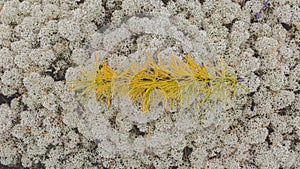 Softwood branch on moss surface