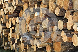 Softwood firewood photo