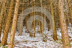 Softwood pine photo