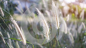 Softy fluffy white petals of flowering Desho grass, known as Pennisetum pedicellatum plant, blooming under sunlight evening on