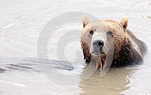Soggy Bear Emerging from Lake photo