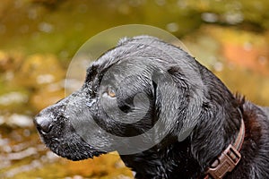 Soggy doggy