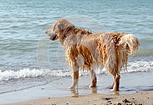 Soggy doggy on the beach