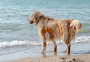 Soggy doggy on the beach photo