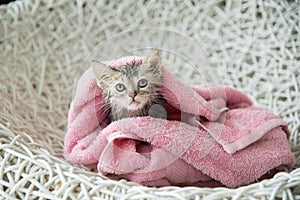 Soggy kitten after a bath photo