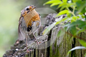 Soggy Robin photo