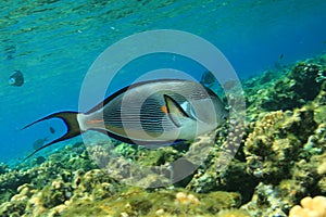 Sohal Surgeonfish photo