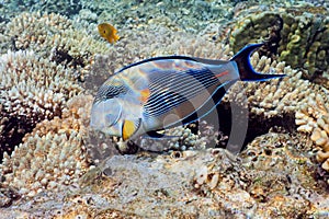 Sohal Surgeonfish photo