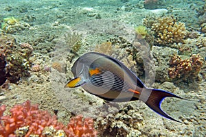 Sohal surgeonfish