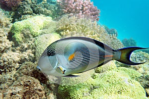 Sohal surgeonfish photo