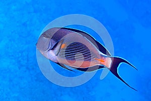 Sohal surgeonfish photo