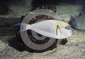 Sohal Surgeonfish