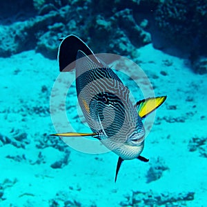Sohal surgeonfish