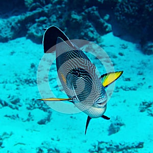 Sohal surgeonfish photo