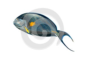 Sohal Surgeonfish Acanthurus Sohal Isotated On White Background. Tropical Fish With Black Fins, Yellow And Blue Stripes, Red Sea