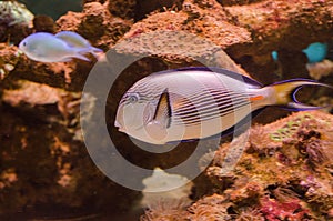 Sohal surgeonfish photo