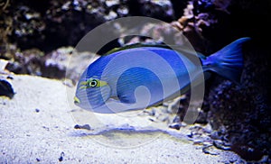 Sohal surgeonfish
