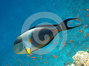 Sohal surgeonfish and coral reef photo