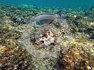 Sohal surgeonfish in coral reef during a dive in Bali