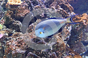 Sohal surgeonfish photo