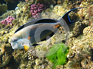 Sohal surgeonfish in Red sea