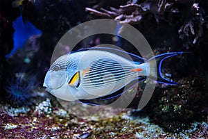 Sohal Surgeonfish underwater