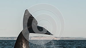 Sohutern right whale  lob tailing, endangered species,