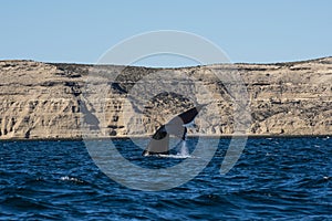 Sohutern right whale  lob tailing, endangered species, Peninsula Valdes,