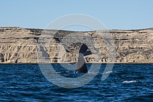 Sohutern right whale  lob tailing, endangered species, Peninsula Valdes,