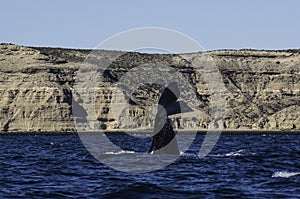 Sohutern right whale  lob tailing, endangered species, Peninsula Valdes,