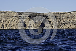 Sohutern right whale  lob tailing, endangered species, Peninsula Valdes,