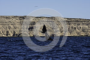 Sohutern right whale  lob tailing, endangered species, Peninsula Valdes,