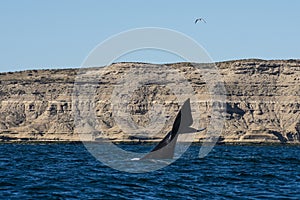 Sohutern right whale  lob tailing, endangered species, Peninsula Valdes,