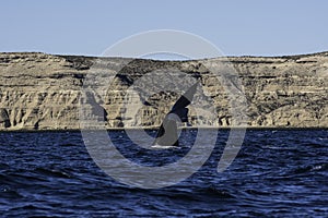 Sohutern right whale  lob tailing, endangered species, Peninsula Valdes, photo
