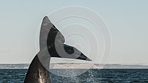 Sohutern right whale  lob tailing, endangered species, photo