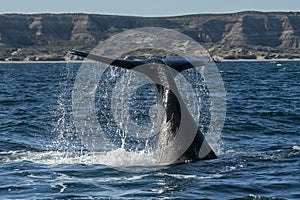 Sohutern right whale tail lobtailing, endangered species,