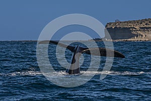 Sohutern right whale tail lobtailing, endangered species,