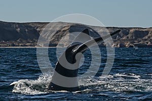 Sohutern right whale tail lobtailing, endangered species