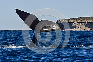 Sohutern right whale tail lobtailing, endangered species,